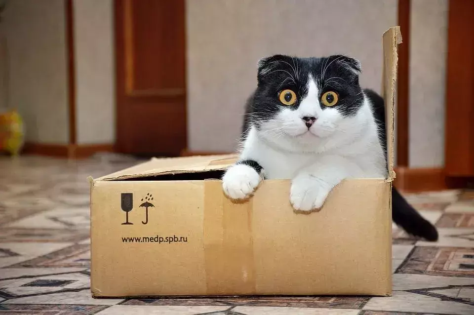 Γιατί στις γάτες αρέσουν τα κουτιά; Αστεία συμπεριφορά αιλουροειδών που εξηγείται
