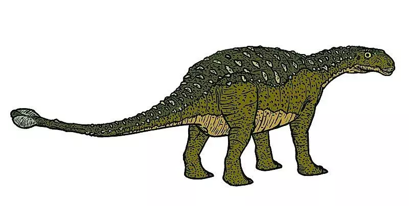 Dinosaurus Dyoplosaurus acutosquameus boli silne obrnené druhy s nízko zavesenou postavou a paličkovitými chvostmi.