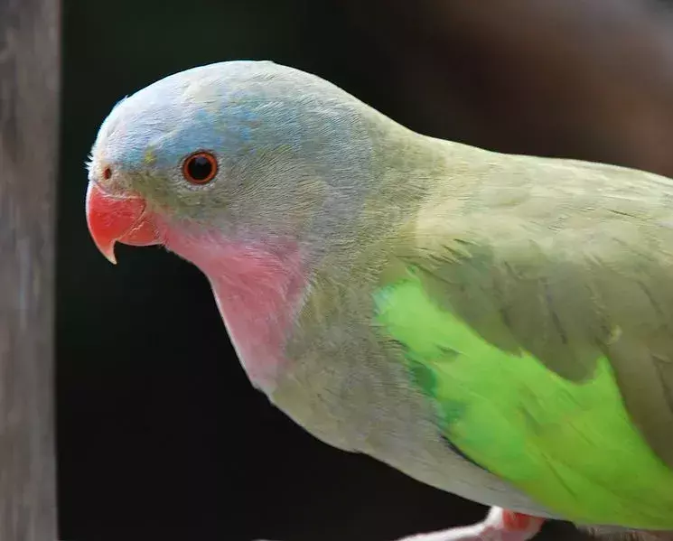 Знаеше ли? 19 невероятни факти за папагала принцеса