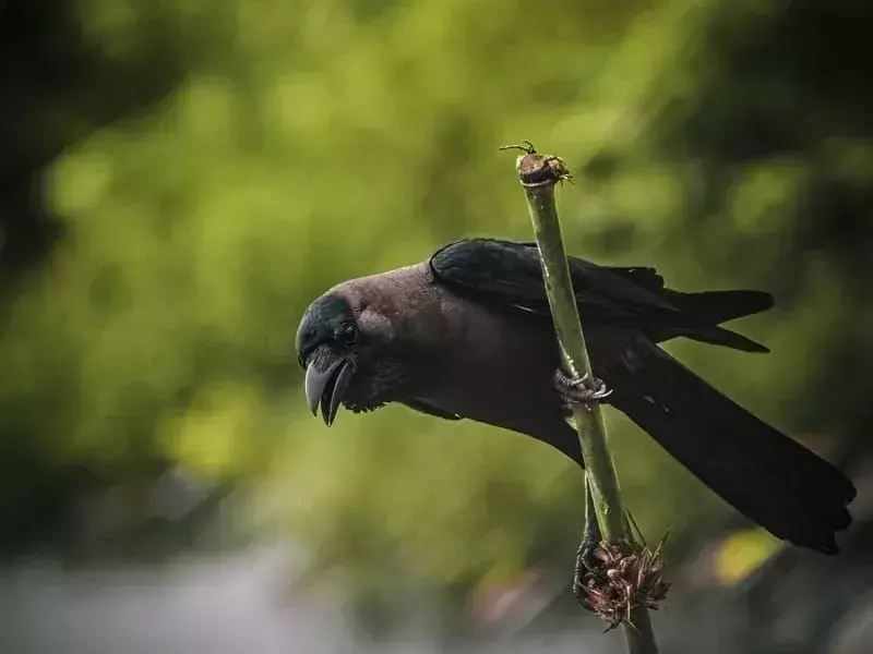 19 интересни за крилата факти за врана за деца