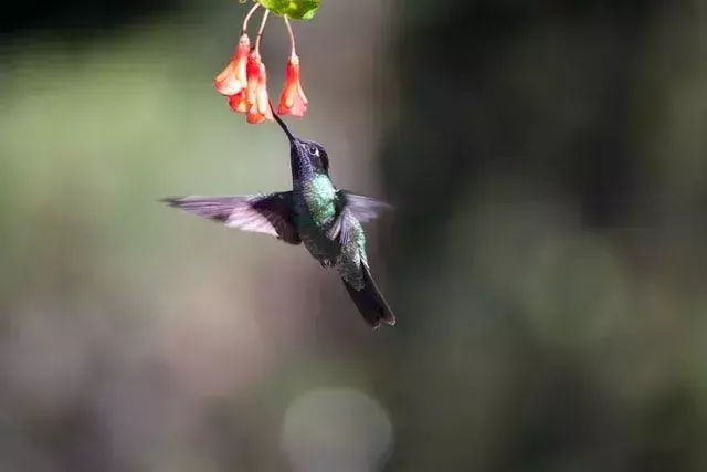Fapte uimitoare despre pasărea colibri Calliope pentru copii