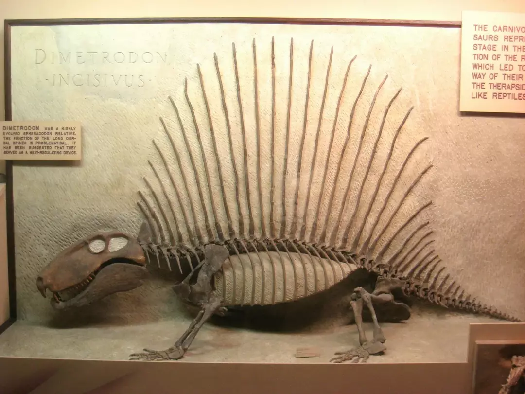 Roliga fakta om skelettet, tänderna, fossilerna, evolutionen och historien om Dimetrodon som levde under permperioden i Nordamerika.