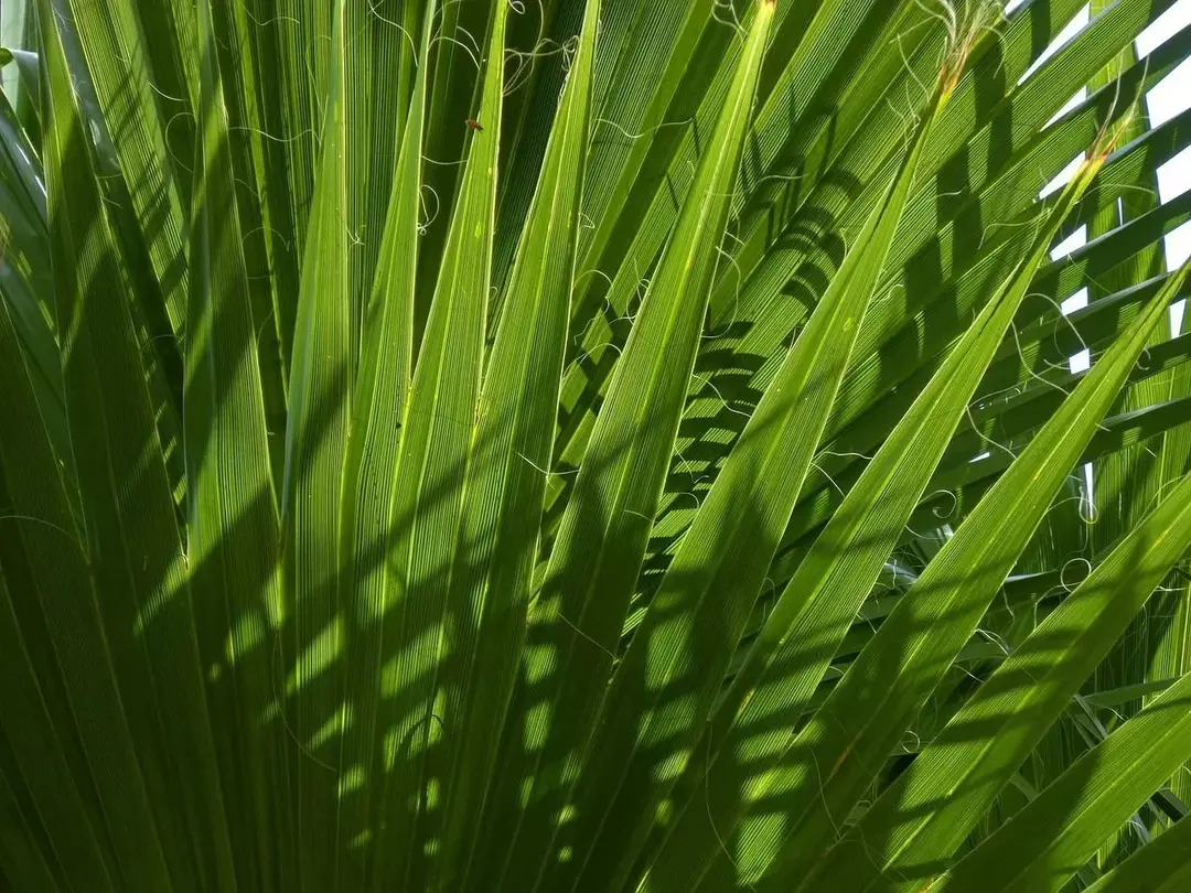 Det forvirrende palmetreet og hvordan det er forskjellig fra populære palmer
