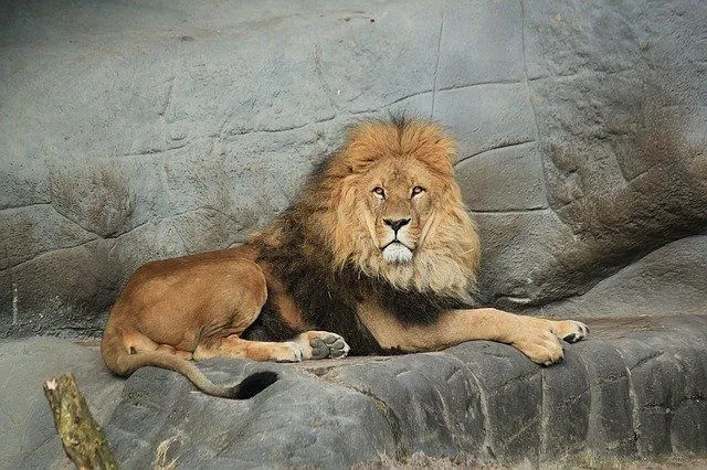 150 'Lion King' trivia-spørsmål (og svar) som er brølende gode