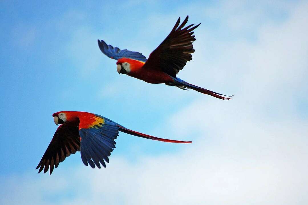 Scarlet Macaw adalah burung nasional Honduras.
