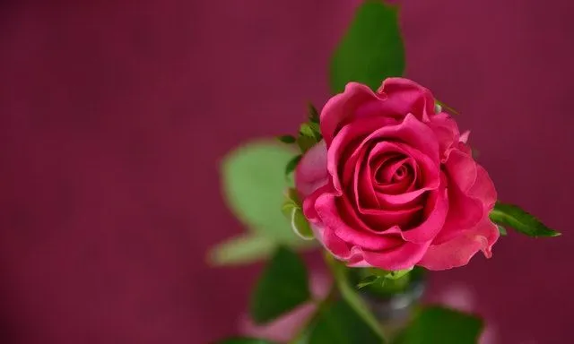 Hvor mye vet du om rosene som gis på Valentinsdagen?