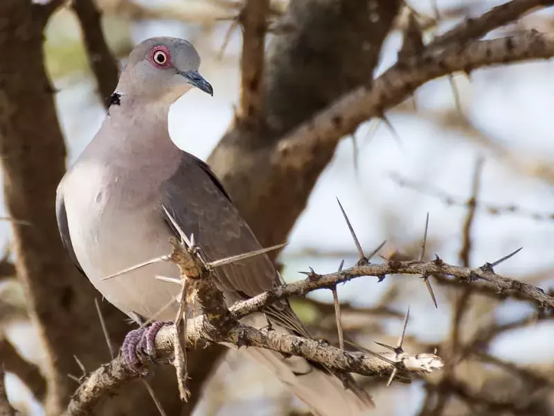 Ali si vedel? 19 neverjetnih dejstev o žalujoči golobi