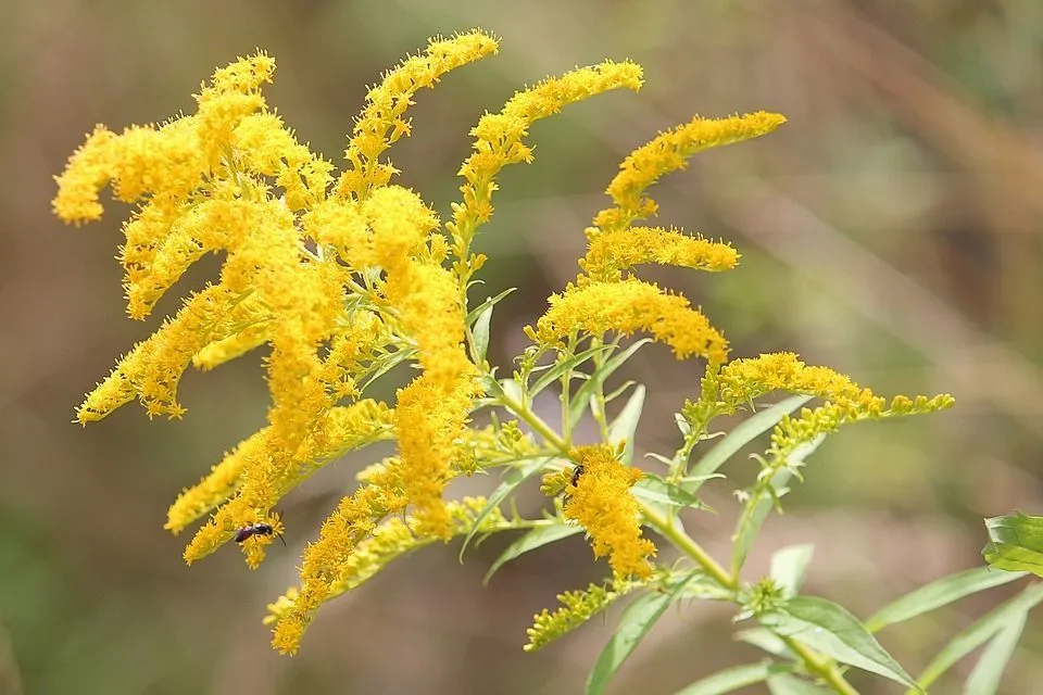 Zábavná fakta o rostlinách zlatobýlu, které jste ještě neslyšeli