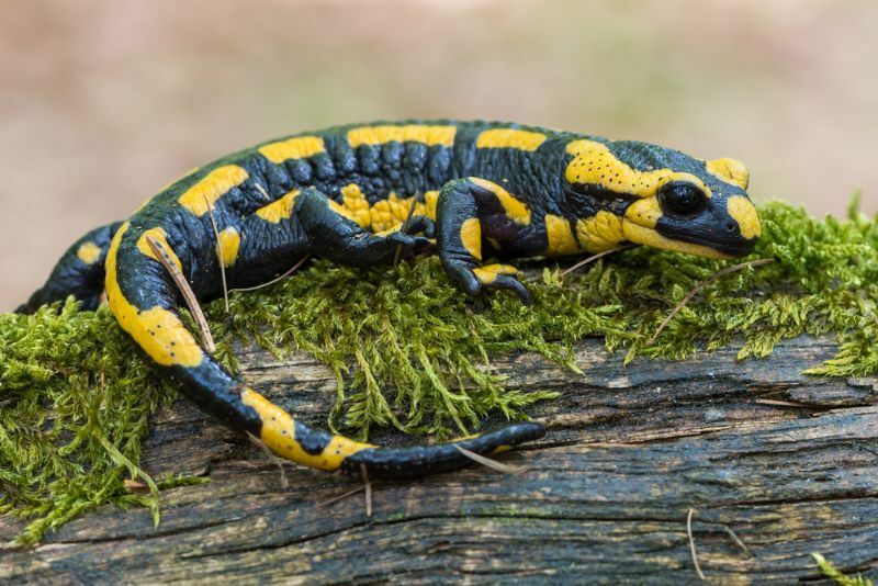 Identifique y evite las lagartijas venenosas para protegerse a sí mismo y a sus mascotas