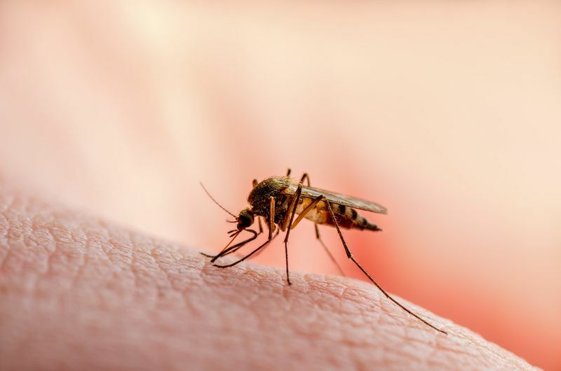 Превръщат ли се комарите в мухи. Разкрити са любопитни факти за плодовите мушици