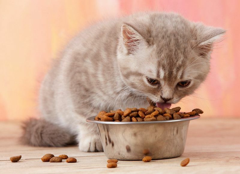 Kaip dažnai kačiukai valgo, suprasdami jūsų įniršusią katę