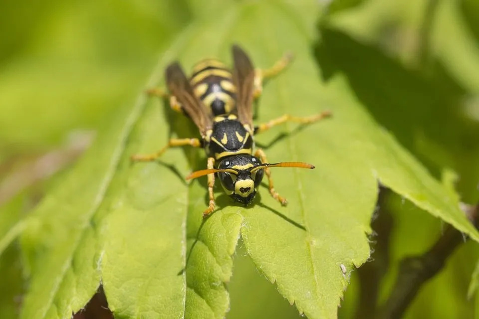 Факти про Yellow Jacket Wasp, які ви ніколи не забудете