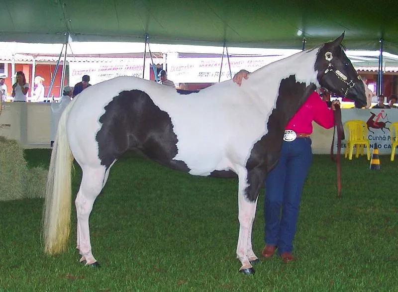 Denne hesterasen kan bli et offer for overo dødelig hvitt syndrom.