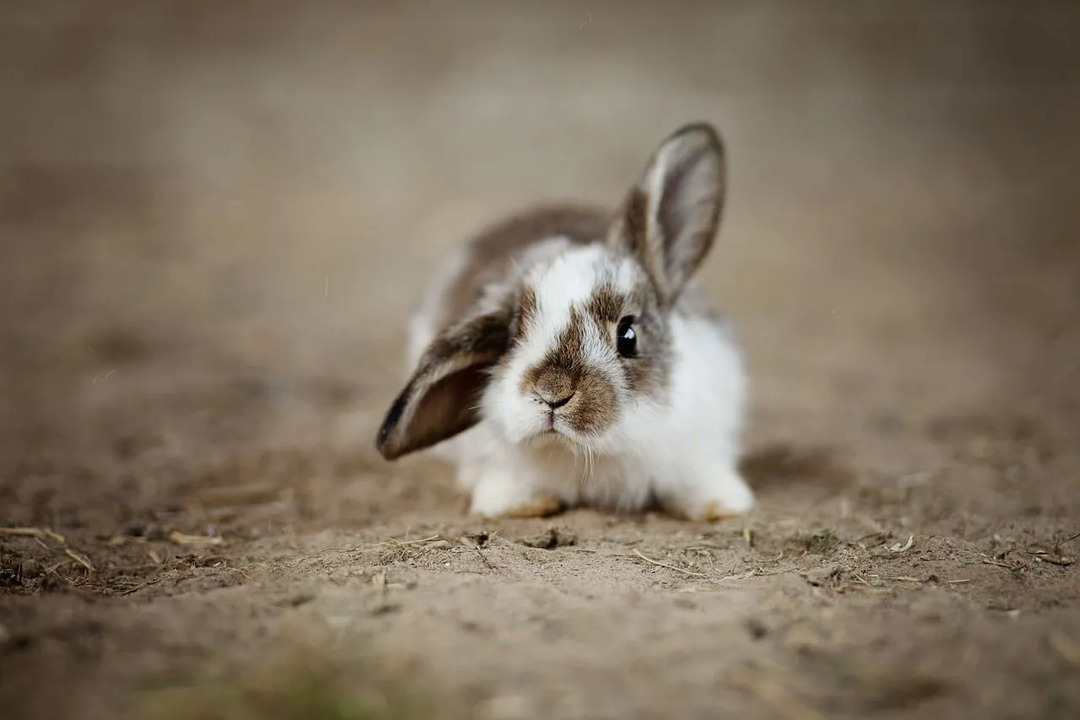 Czy króliki potrzebują strzałów Zobacz, czy twój królik może cię skrzywdzić