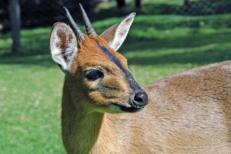 Bien que l'antilope royale d'Afrique de l'Ouest soit nocturne, on observe qu'elle mange tout au long de la journée
