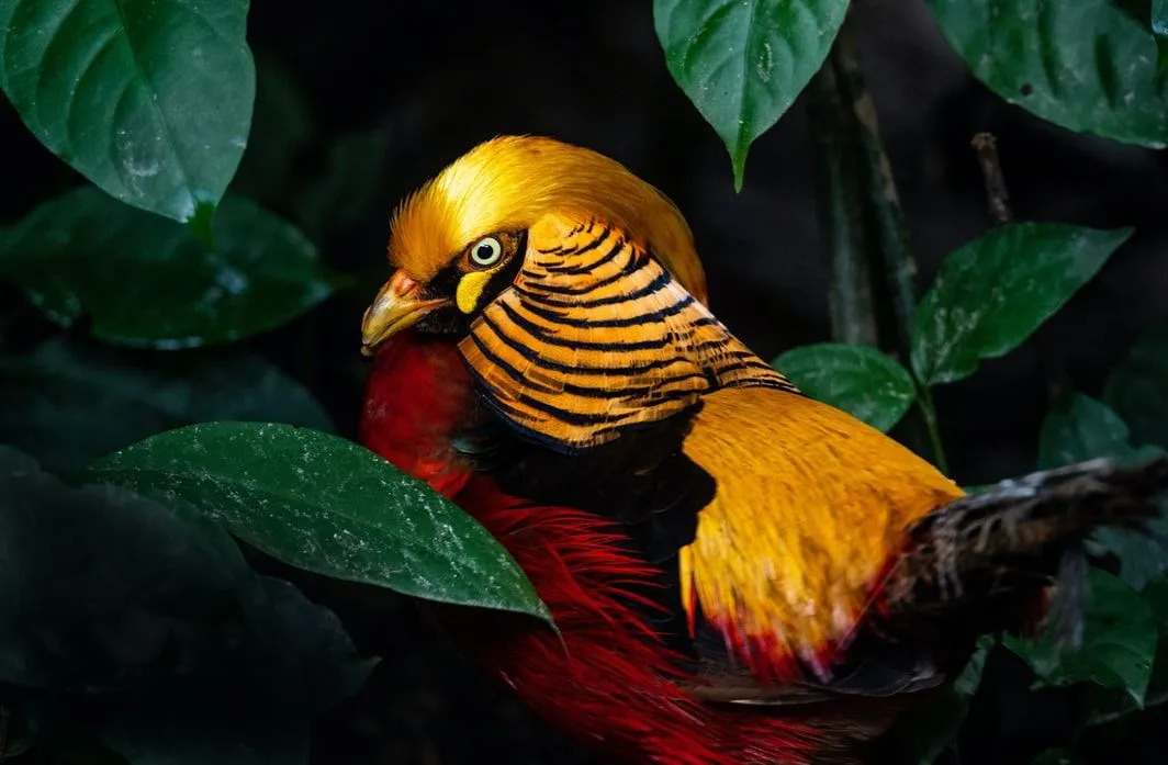 Fakta Sayap yang Menakjubkan Tentang Burung Emas Untuk Anak-Anak