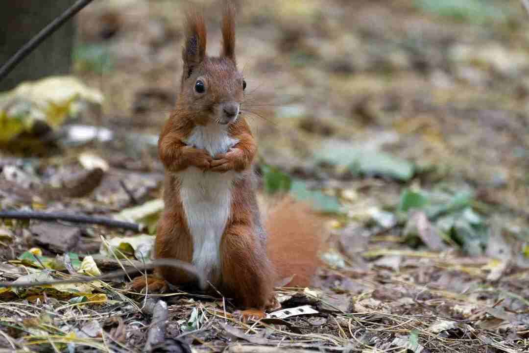 Gli scoiattoli sono portatori di rabbia? Tutto quello che devi sapere per stare al sicuro