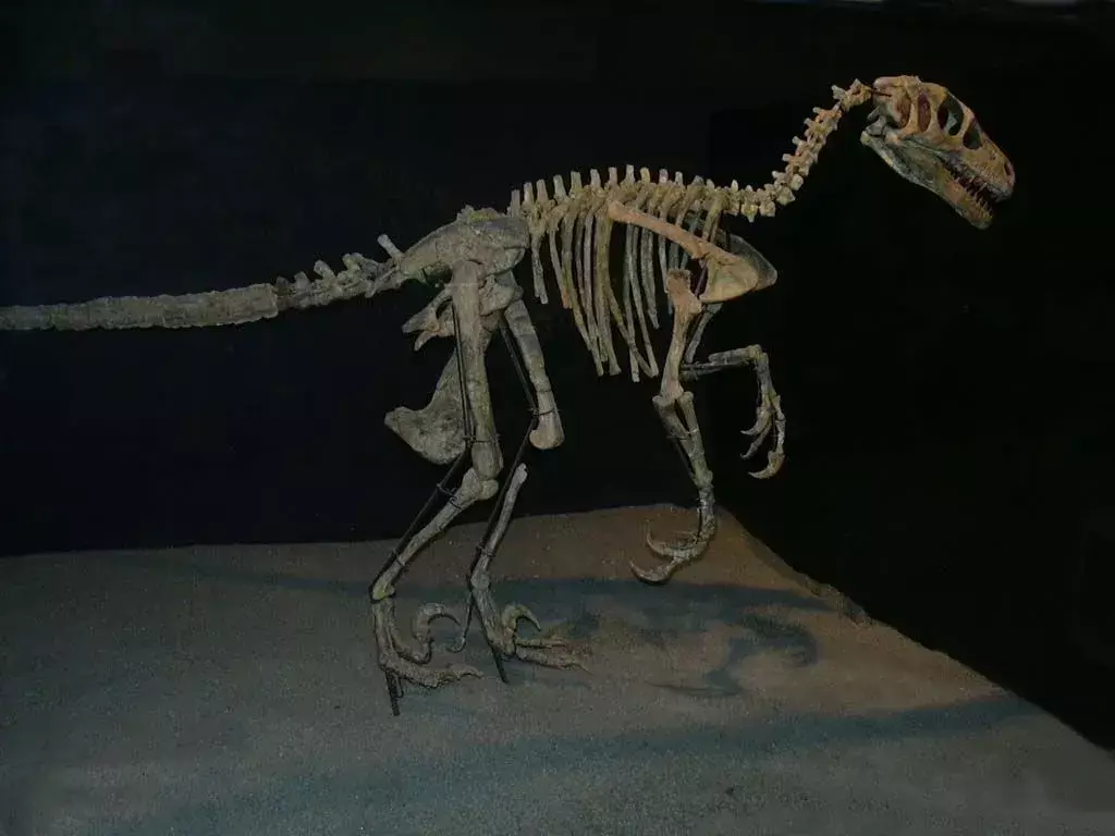 Variraptor는 공룡에 대한 충분한 화석이 없기 때문에 불완전한 화석 표현을 가지고 있습니다.