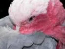 Fatos divertidos sobre galah para crianças