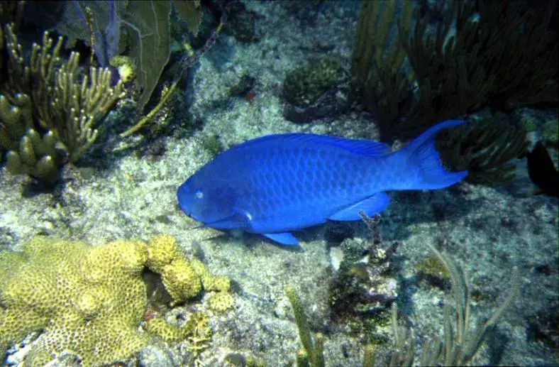 19 fatos surpreendentes sobre o peixe-papagaio azul para crianças