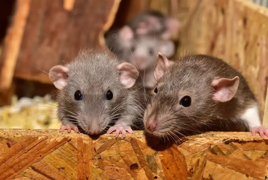 Période de gestation du rat: découvrez si votre rat domestique est prêt pour la maternité
