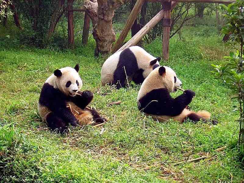 Curiosidades divertidas sobre o panda Qinling para crianças