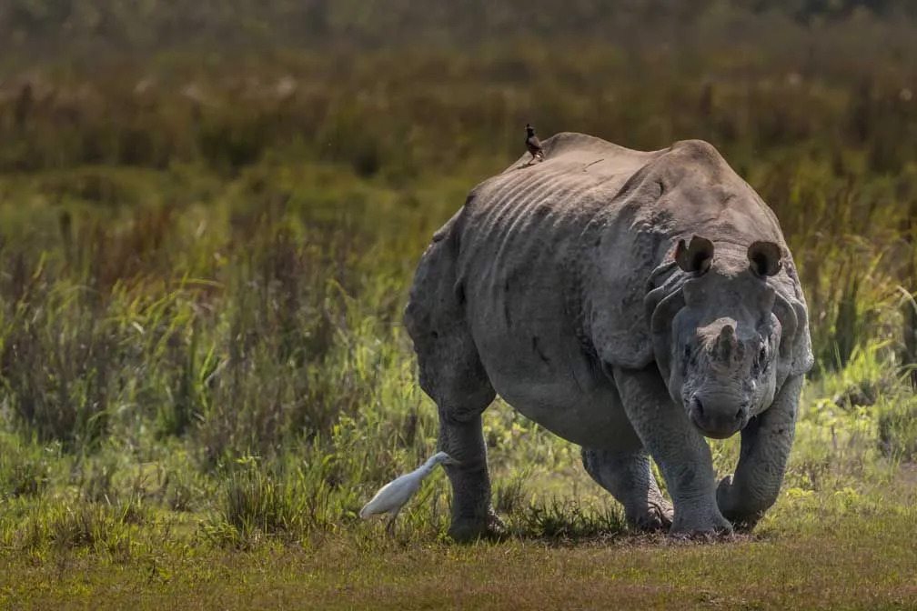 Zábavná fakta o indických nosorožcích pro děti