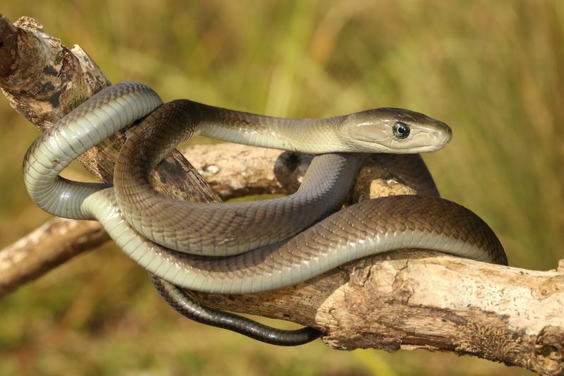 Største Snake Fang Tastic Fakta om verdens lengste reptiler