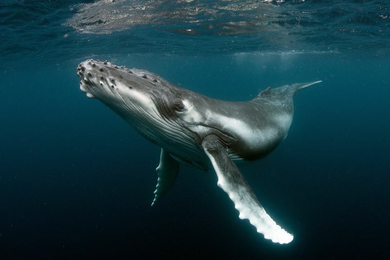 Sjove fakta om pukkelhvalbrud, som alle hvalbaggere vil elske