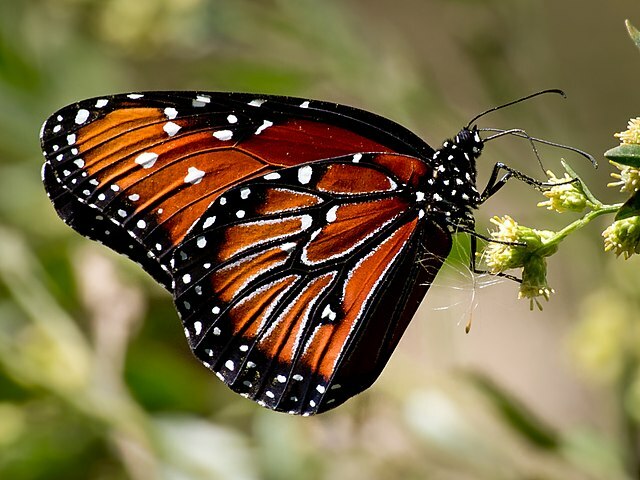 La mariposa reina es una criatura de sangre fría.