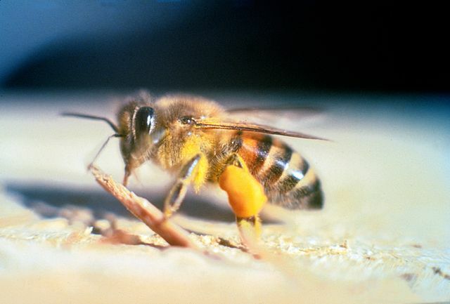 Вы знали? Невероятные факты об африканизированных пчелах