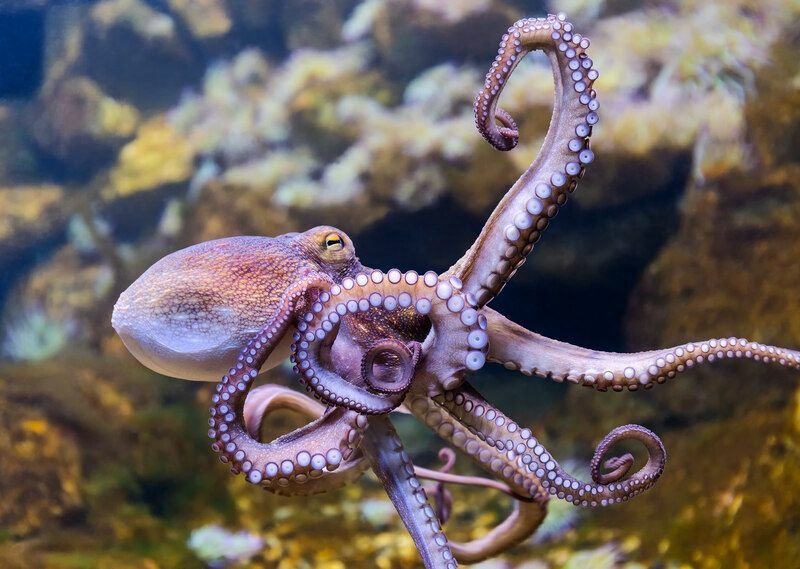 Κάντε Octopuses Ink Όλα όσα πρέπει να γνωρίζετε για το μελάνι Κεφαλόποδων
