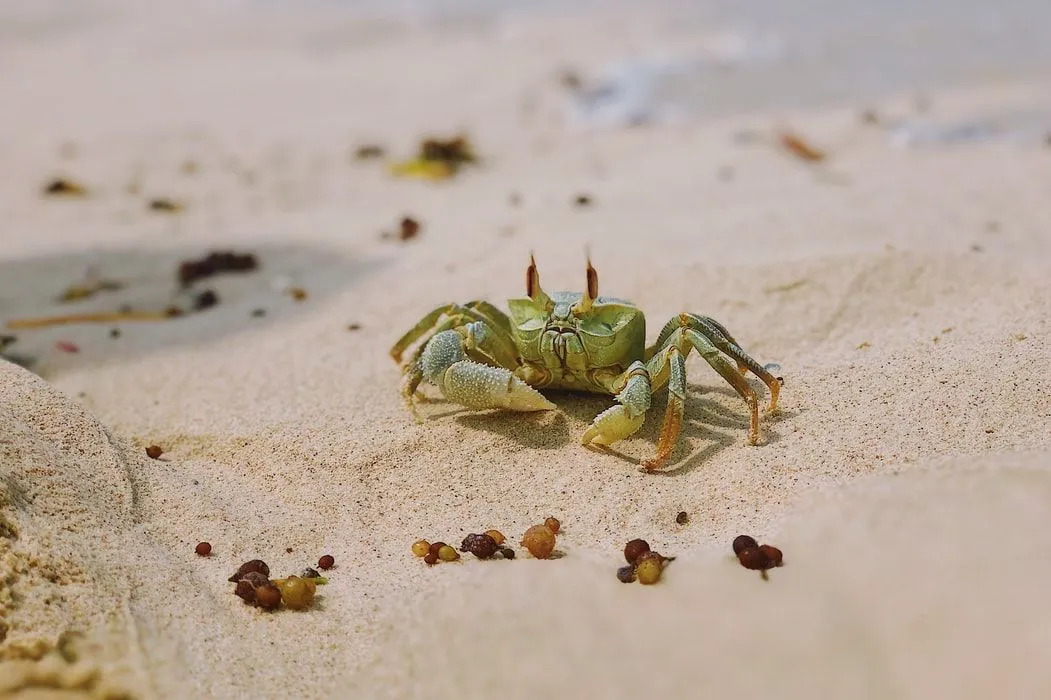 Grønne krabber lever på strender og myrer.