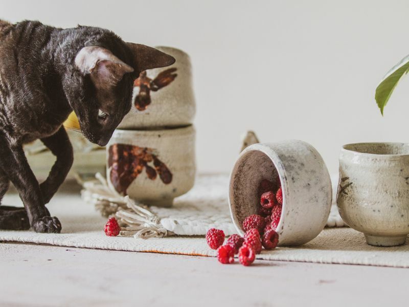 Kan katter spise bringebær Purrfect fôringsveiledning for deg