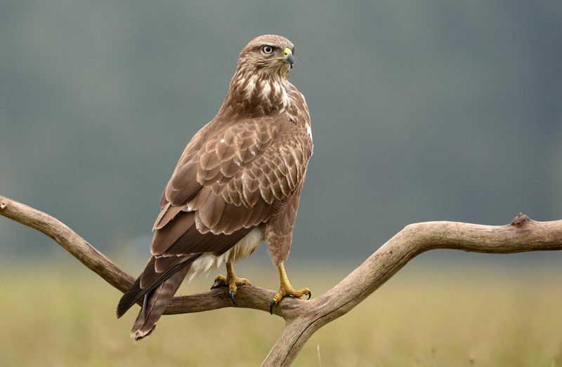 Eagle vs Hawk plėšriųjų paukščių skirtumų faktai vaikams