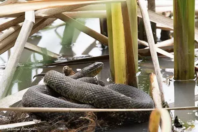 Ознайомтеся з цими крутими фактами про глянцеву змію