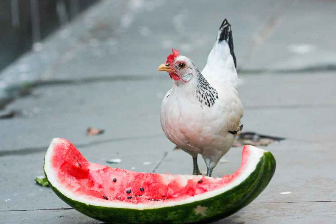 Liten hvit kylling som spiser vannmelon