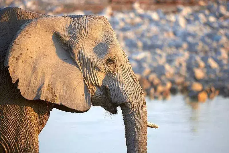 Elfenbensstønnerne til disse elefantene er en av grunnene til krypskytingen deres.