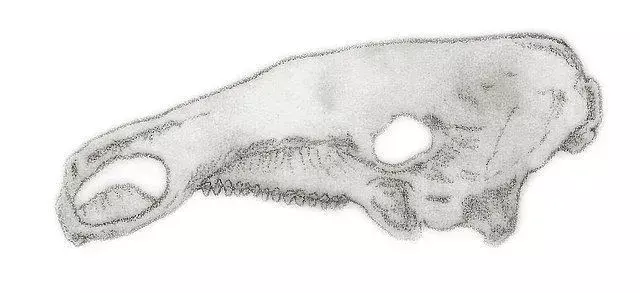 Skisse av strukturen til hodeskallen til Silvisaurus