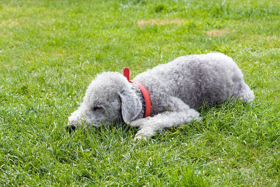 21 fatos interessantes sobre o Bedlington Terrier para crianças