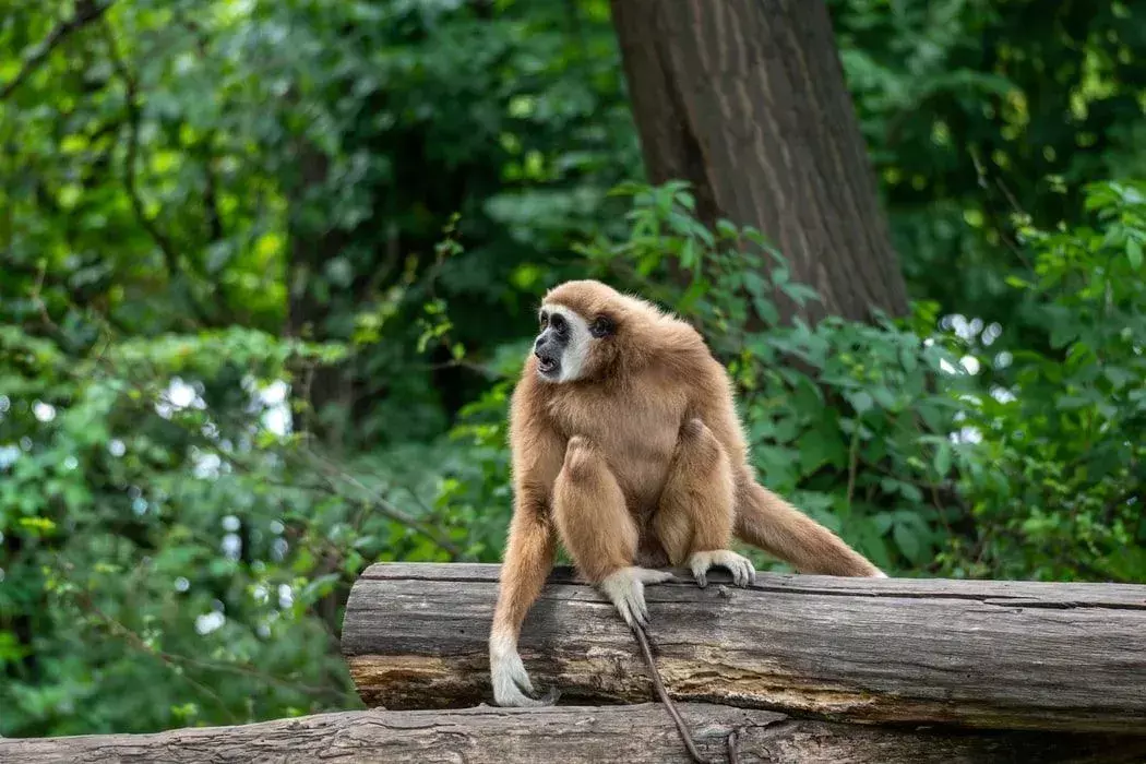 Hoolock 긴팔원숭이: 당신이 믿지 못할 21가지 사실!