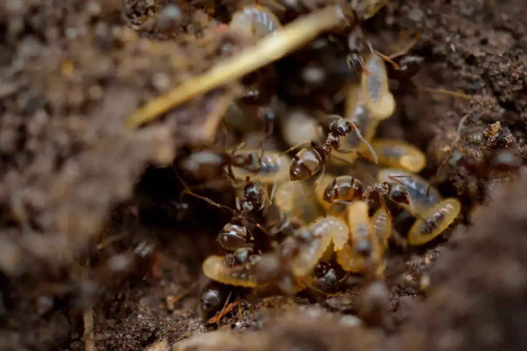 Chyby, které vypadají jako termiti: Prozkoumejte chladný hmyz kolem vašeho domova!