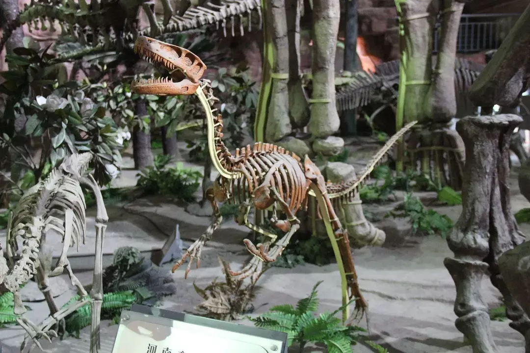Der Shanag-Dinosaurier benutzte wahrscheinlich die scharfen Zähne und sichelförmigen Krallen, um kleine Kreaturen zu jagen.