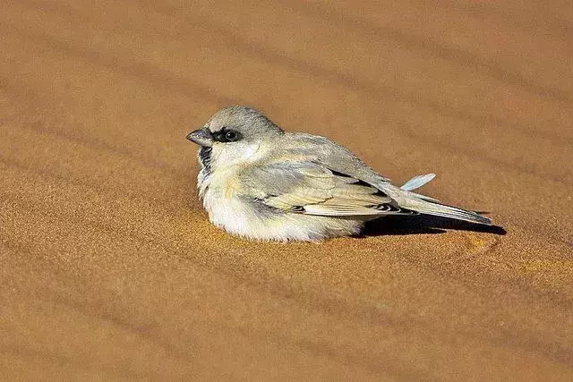 Да ли си знао? 15 невероватних чињеница о пустињском врапцу
