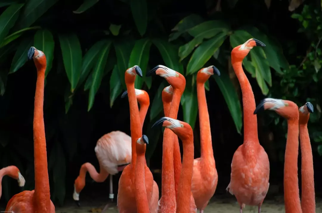 Os flamingos progenitores normalmente alimentam os filhotes com leite de colheita assim que o produzem no trato digestivo superior.