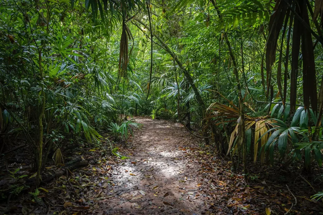 Džungle vs deštný prales: Zajímavá fakta o rozdílech mezi lesy pro děti!