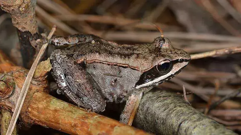 Wood Frog: 15 γεγονότα που δεν θα πιστεύετε!