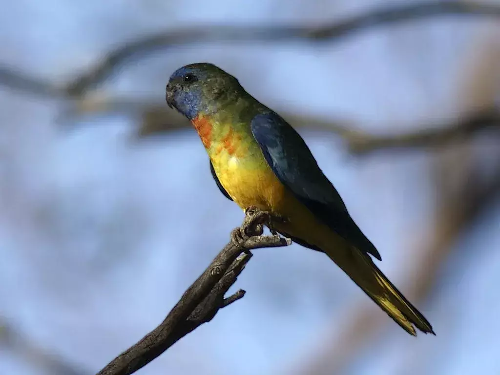 19 Amaze-wing-fakta om den skarlagenrøde papegøyen for barn