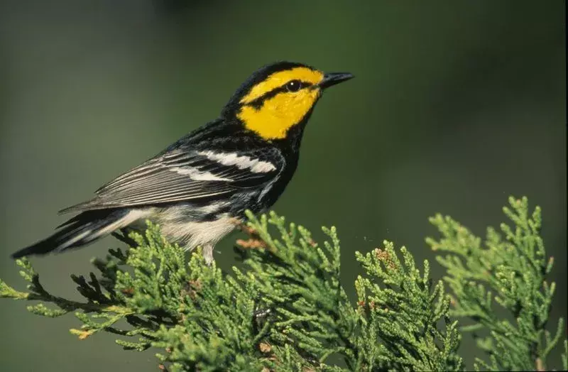 Golden-Cheeked Warbler: 15 Fakta yang Tidak Akan Anda Percaya!
