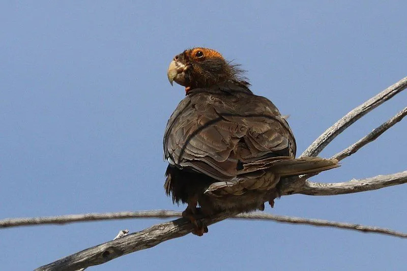 Větší papoušci vasa jsou pohlavně dimorfní.